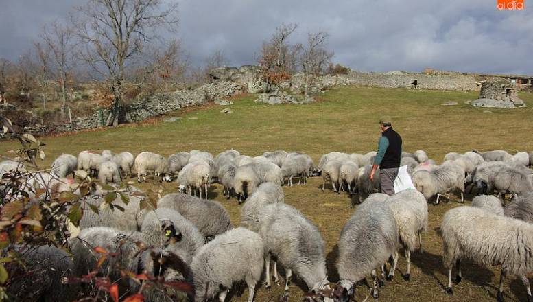 El ovino sube su precio en 0,08 euros siguiendo la tendencia del mercado.