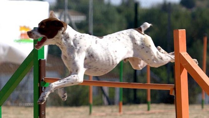 Agility, modalidad competitiva donde un guía dirige a un perro sobre una serie de obstáculos