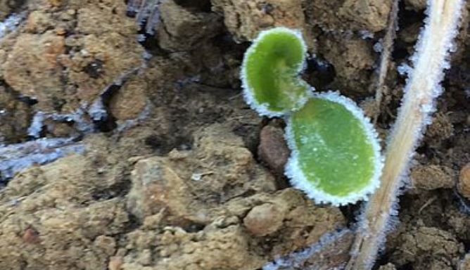 Las heladas están estropeando unos cultivos ya deteriorados por la sequía