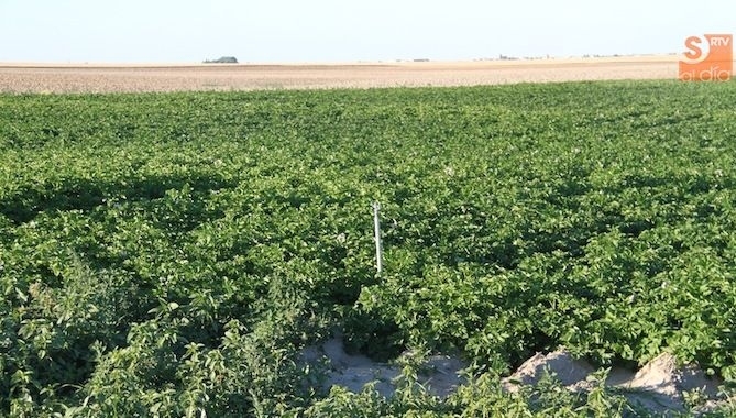 Regar costará más esta campaña