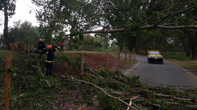 Cerrada la Isla del Soto como medida de seguridad tras la caída de un árbol