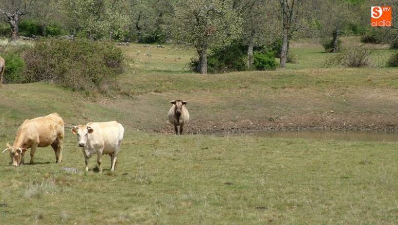 Control más eficaz de los productos de origen animal