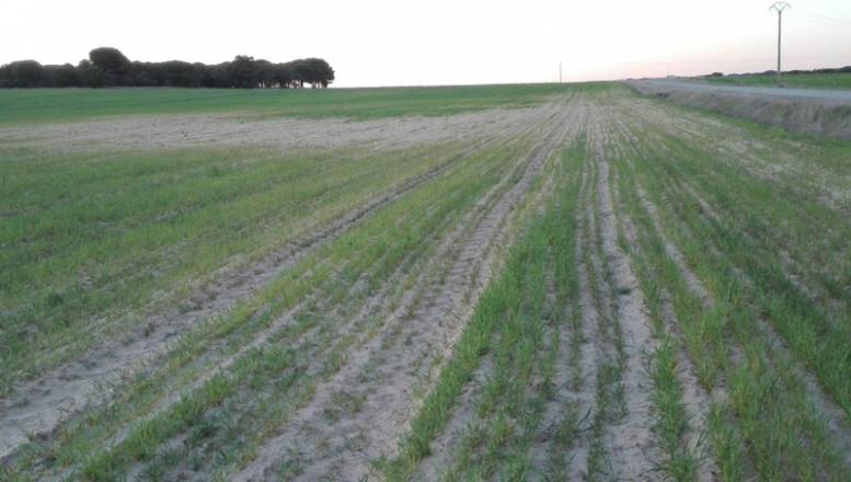 La sequía ha provcado una menor producción de cereal y el aumento de precios. Foto: La Alianza
