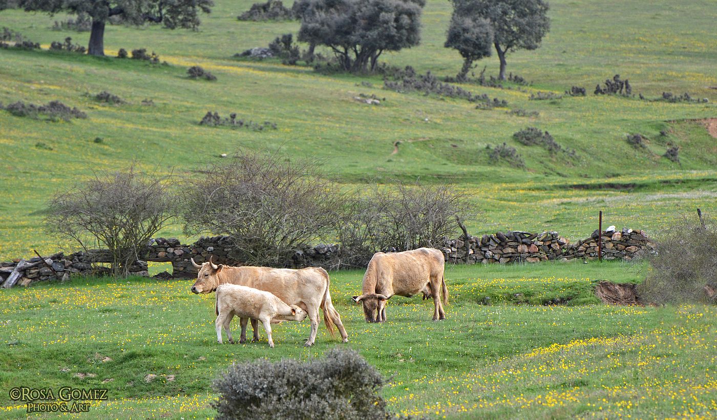 Maternidad y paraíso