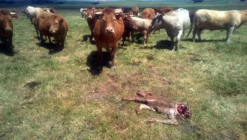A diferencia de lo que suele ser habitual, el ataque se produjo días después del nacimiento del ternero / LA ALIANZA