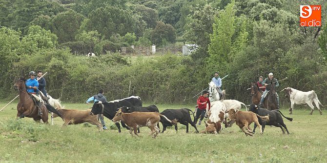 Los caballistas tuvieron dificultades para encerrar las reses/ Foto: Adrián Martín