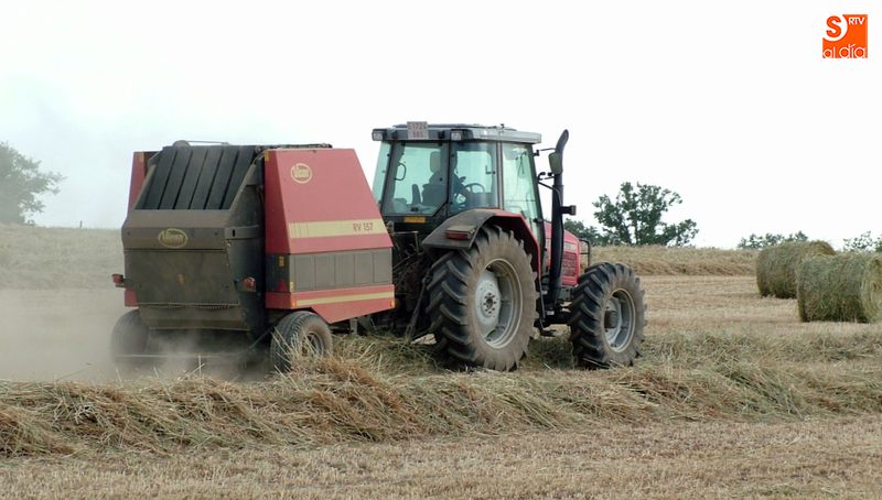 Muchas parcelas se están segando ya para forraje / CORRAL