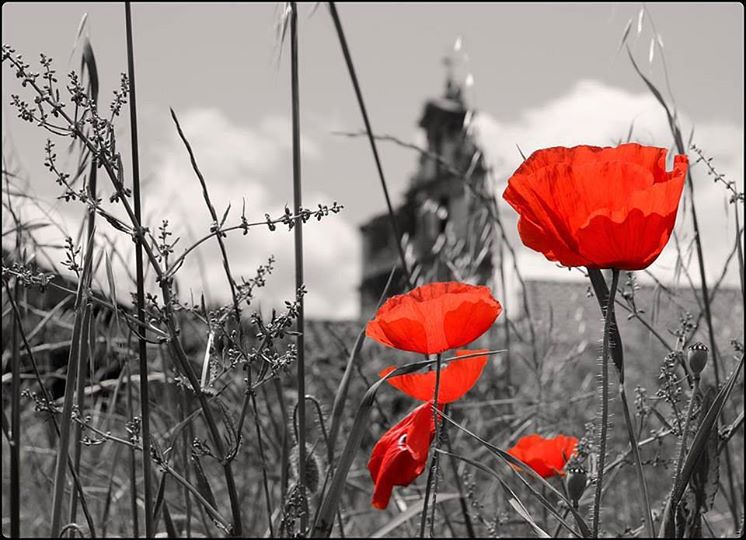 El color vivo del campo