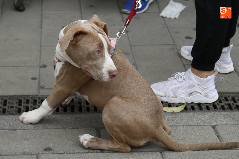 Foto 6 - Los defensores de perros potencialmente peligrosos denuncian su discriminación