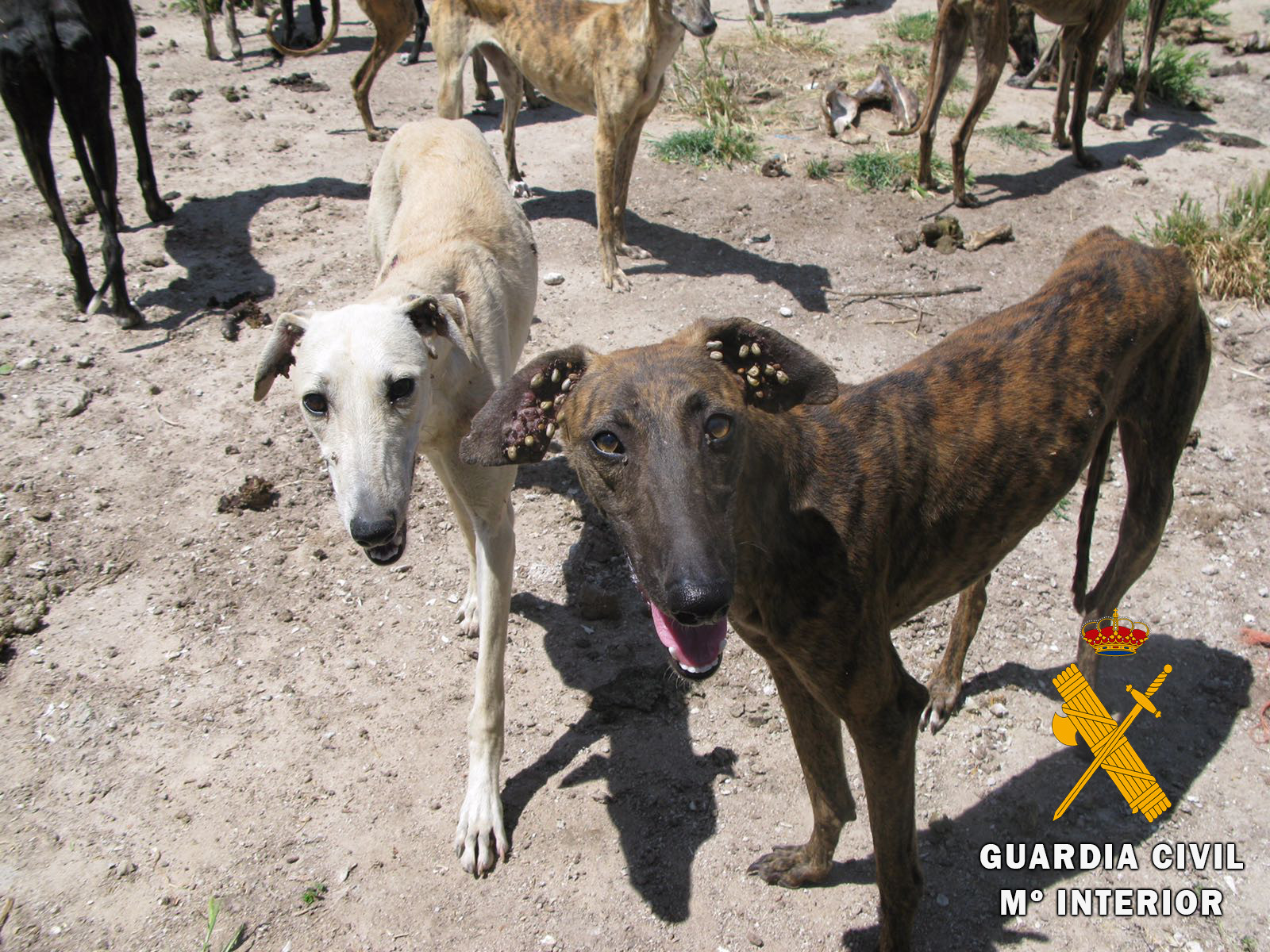 La Operación Can de la Guardia Civil rescataba esta semana a 11 galgos abandonados en Peñaranda
