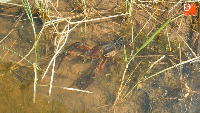 Las poblaciones de cangrejos se han visto mermadas en los últimos años