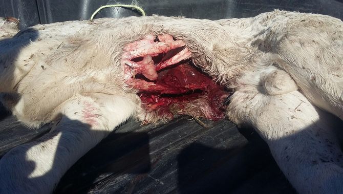 Denuncia realizada por la Alianza UPA-COAG