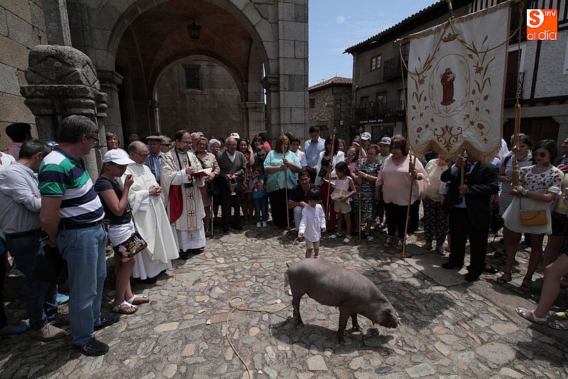 Numeroso público acudió al acto de bendición del marrano.