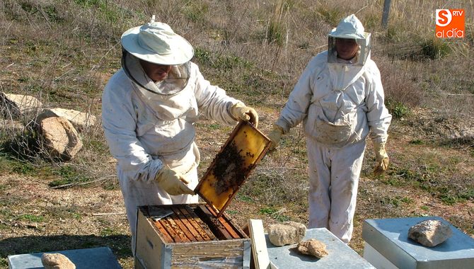 Asaja también ha solicitado ayudas para los apicultores por los efectos de la sequía / CORRAL