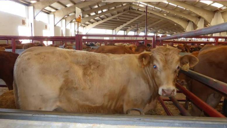 En el mercado de ganado se registraron 2.486 reses, 2.130 para vida / DIPUTACIÓN