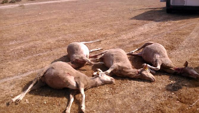 En total son 11 ovejas muertas, seis heridas y varias desaparecidas