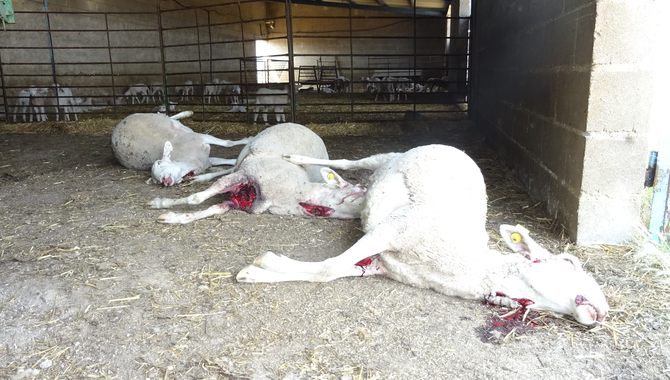 Las heridas provocadas a las víctimas de este ataque son mucho más violentas que las del anterior sIniestro / ASAJA