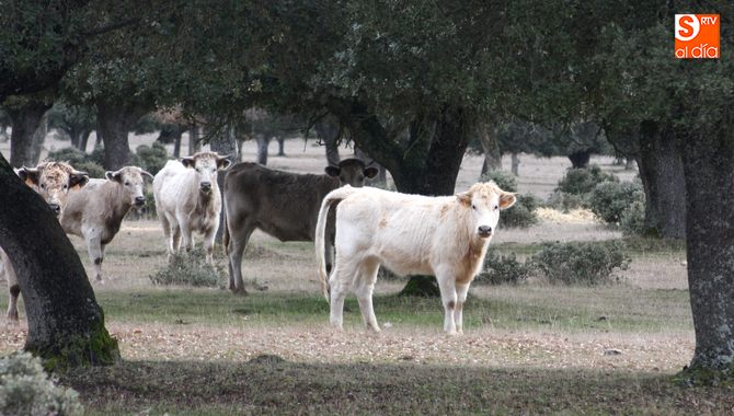 Las explotaciones en extensivo para el aprovechamiento de pastos tendrán una línea exclusiva de ayudas / CORRAL