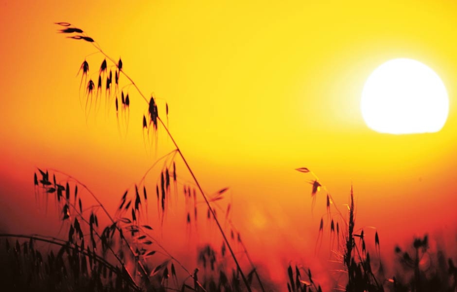 Sabañones de verano