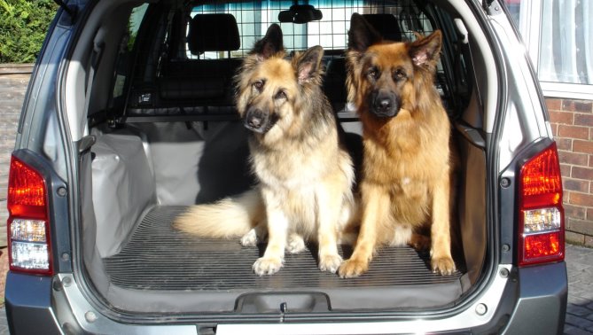 Viajar en coche con los perros permite una mayor libertad y comodidad a la hora de hacer paradas