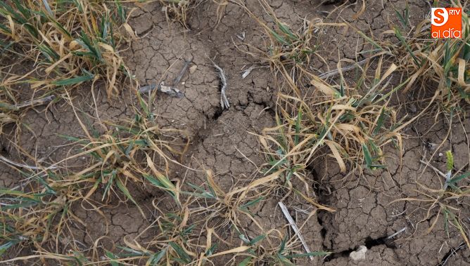 La sequía ha provocado importantes daños en la agricultura