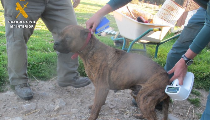 Varios perros mataron el pasado mes de febrero a un vecino de Santa Marta