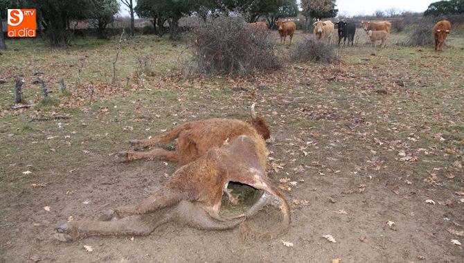 La reducción del coste de la póliza puede llegar al 30% según los casos