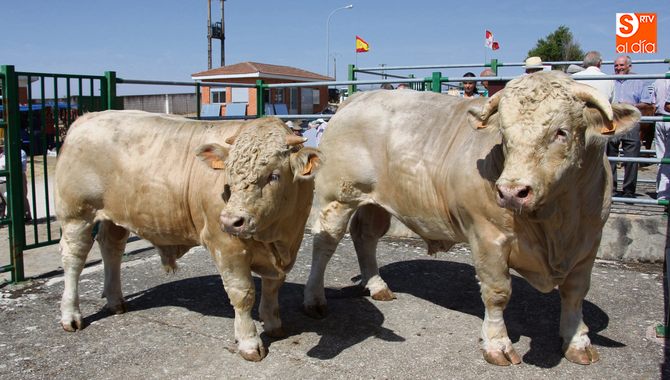 El vacuno será el sector con mayor presencia con más de 150 cabezas de distintas razas / CORRAL