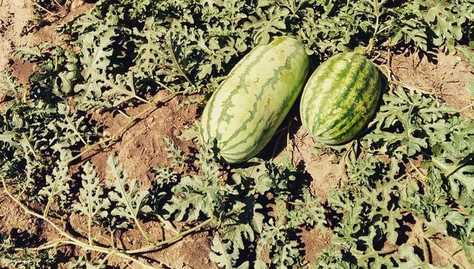 La sandía alargada de mayor tamaño llegó a pesar 14,8 kg.
