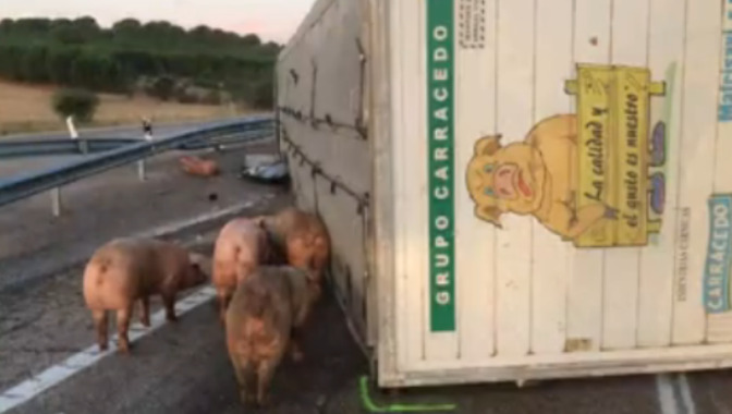 El camión accidentado transportaba cerdos