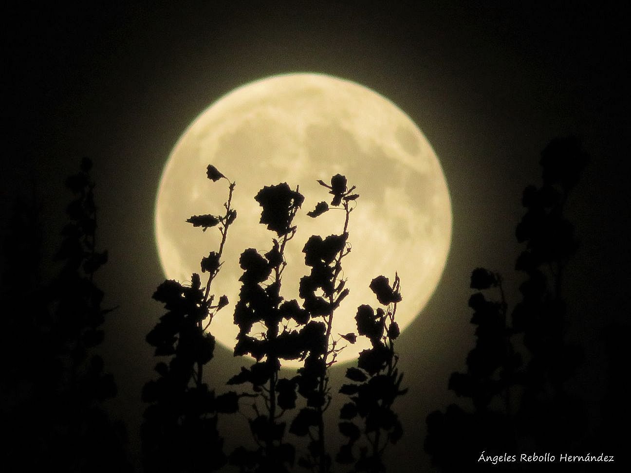 Hay quienes nunca vieron la luna
