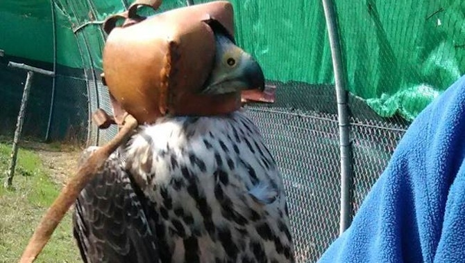 Halcón peregrino recogido en el centro de Las Dunas, en Salamanca