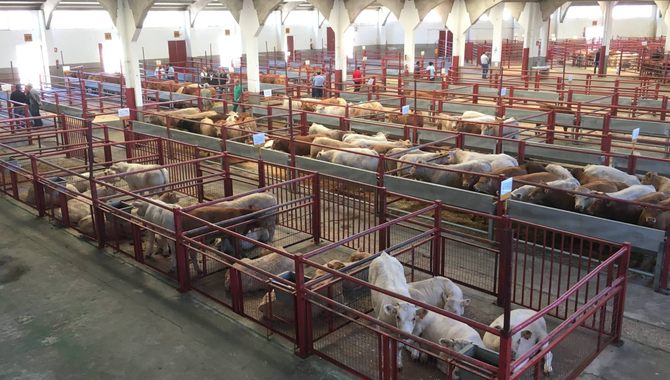 Buen mercado con casi 1.800 cabezas para cebo un 14 de agosto