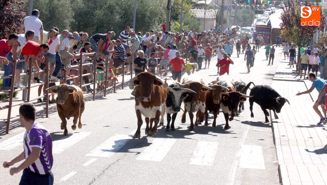 La manada se mantuvo siempre agrupada a lo largo del recorrido hasta entrar en la plaza / FOTOS: M. CORRAL Y  D. BARRUECO