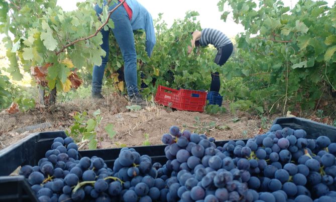  La recolección se ha iniciado en la parcela El Pocito de Villanueva del Conde