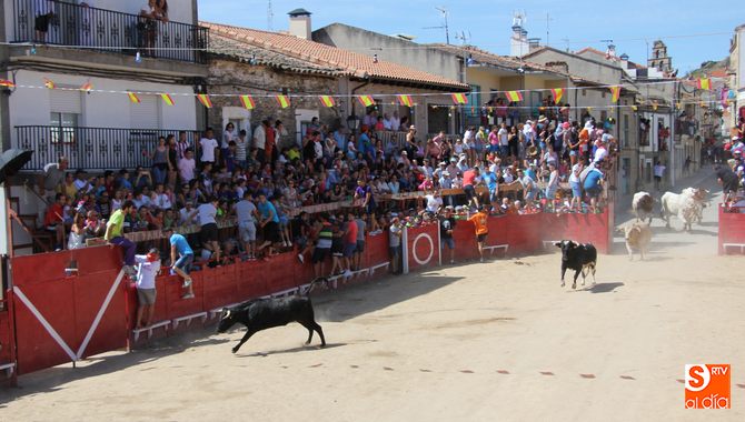 La vaca demostró una codicia fuera de lo normal / MARIBEL SÁNCHEZ GRANDE