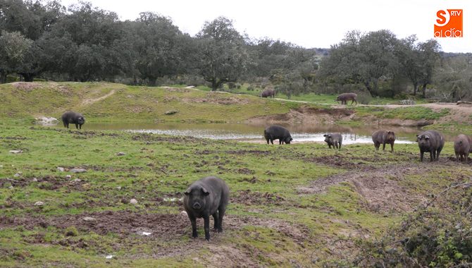 El ibérico volvía a cotizar al alza / CORRAL