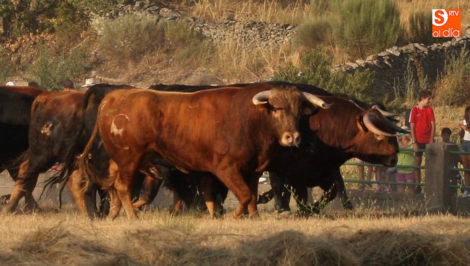Novillo herrado con el número 4 de Domingo López-ChaveS, mejor de la feria / CORRAL
