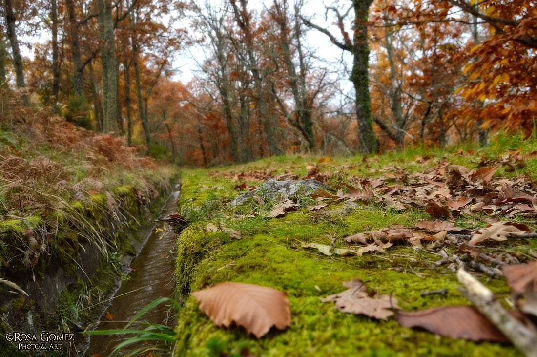Descenso a la matriz