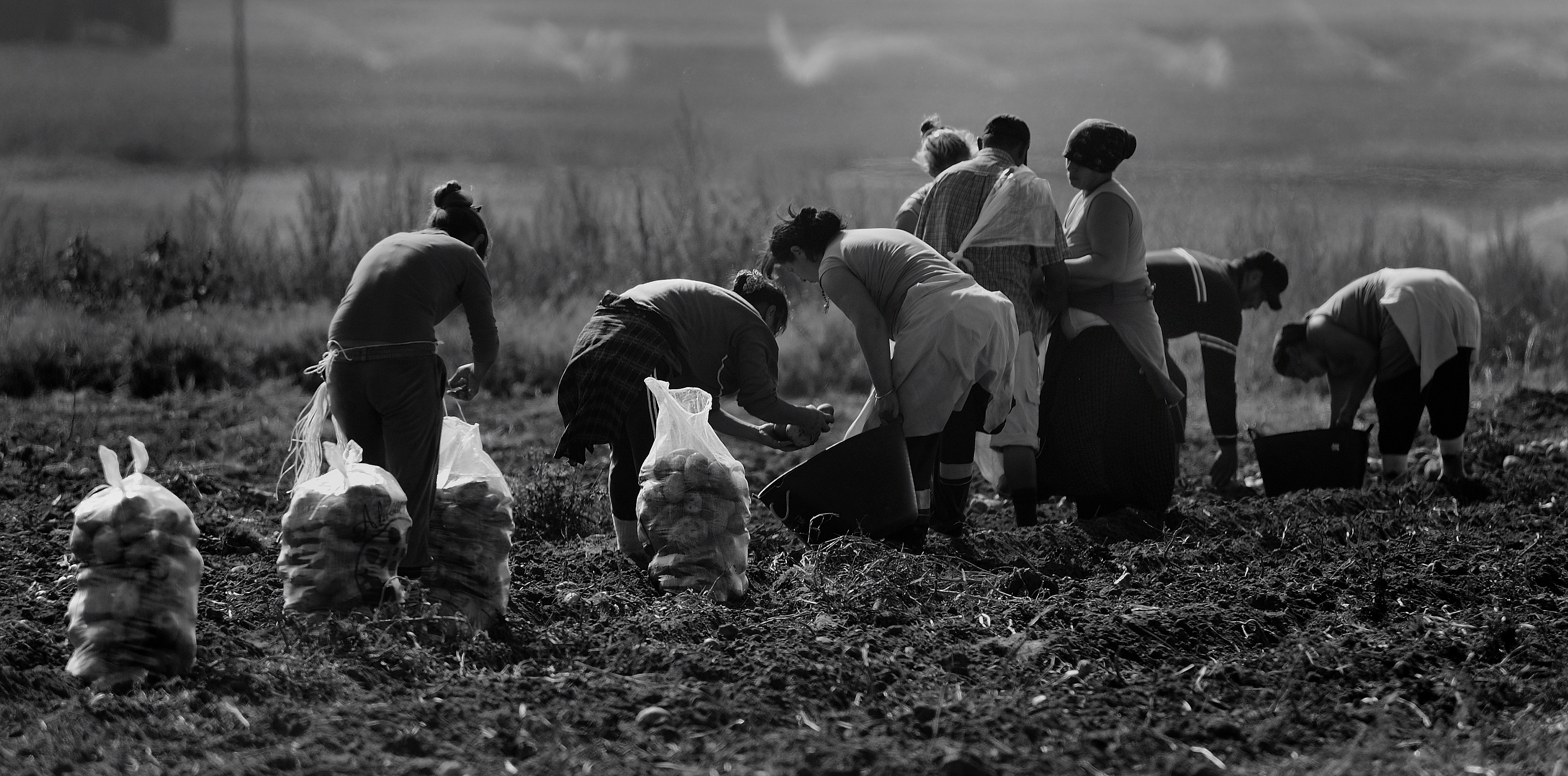 Fruto de tierra fértil
