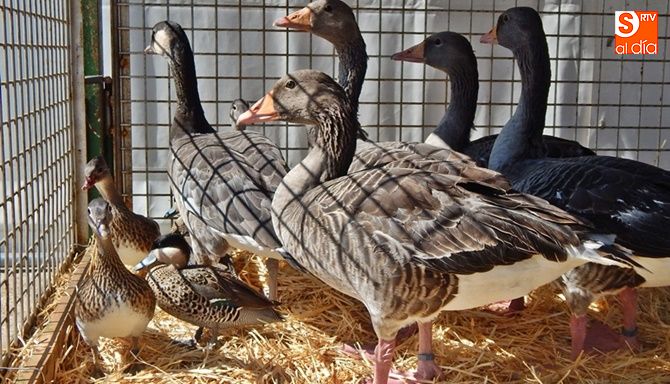 Patos de la exposición avícola de Salamaq17