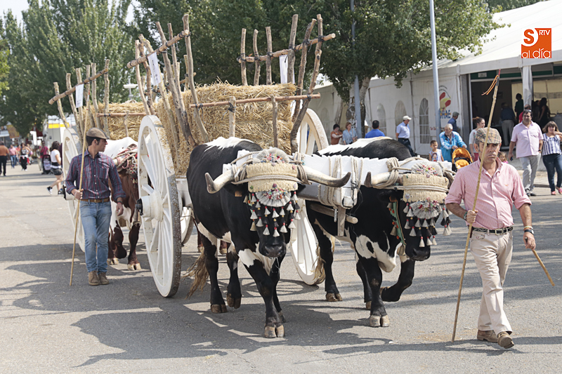 Carros tirados por bueyes de la raza berrenda, en Salamaq. Fotos: Alejandro López
