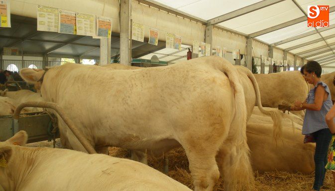 Ejemplares de la raza charolesa