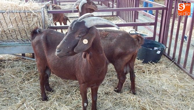 Ejemplares de ganado ovino en Salamaq