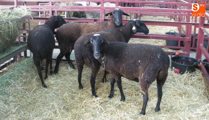 Ejemplares de la raza castellana en Salamaq