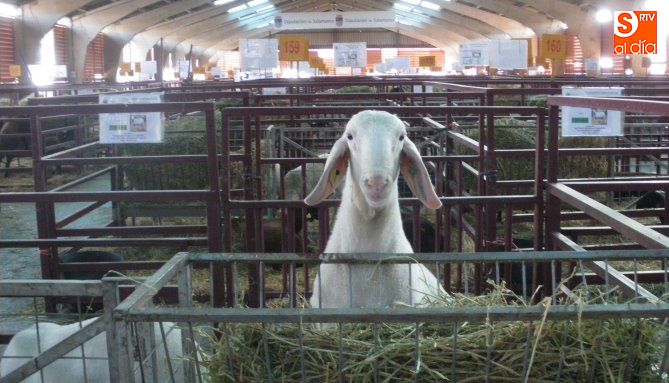 Un ejemplar de Assaf en la nave de ovino de Salamaq