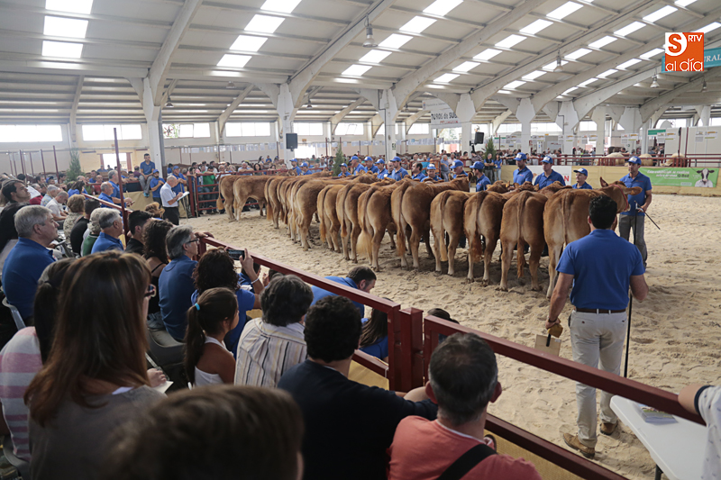 Concurso de hembras de la raza limusina
