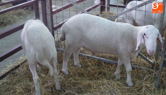 Ejemplares de Assaf en Salamaq