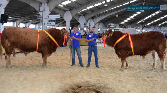 Campeón y subcampeón de la raza limusina