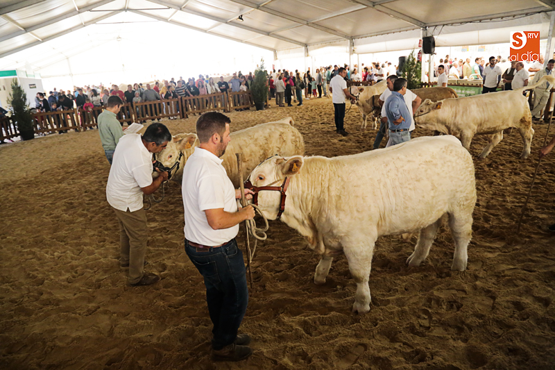 Charolés y limusín, y la búsqueda de un socio que se una a Salamanca y a Aquitania centran la...
